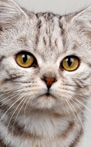 Preview wallpaper cat, face, striped, eyes, cute, kitten