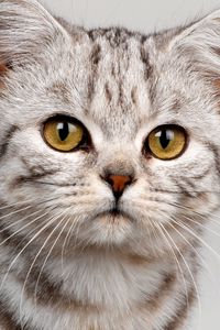 Preview wallpaper cat, face, striped, eyes, cute, kitten