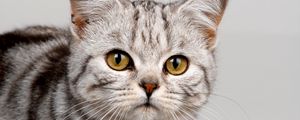Preview wallpaper cat, face, striped, eyes, cute, kitten
