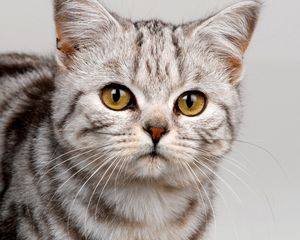 Preview wallpaper cat, face, striped, eyes, cute, kitten