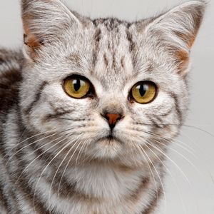 Preview wallpaper cat, face, striped, eyes, cute, kitten