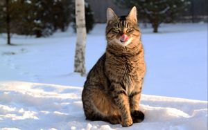 Preview wallpaper cat, face, striped, tongue, lick, snow, winter