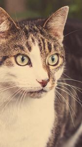 Preview wallpaper cat, face, surprise, emotion