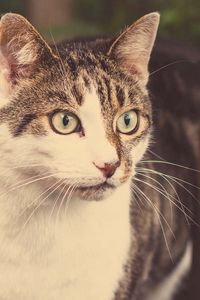 Preview wallpaper cat, face, surprise, emotion