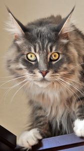 Preview wallpaper cat, face, surprise, fluffy