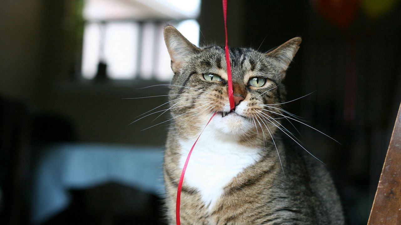 Wallpaper cat, face, tape, teeth