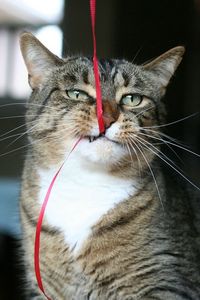 Preview wallpaper cat, face, tape, teeth