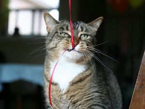 Preview wallpaper cat, face, tape, teeth