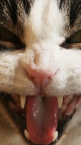 Preview wallpaper cat, face, teeth, aggression, close-up