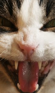 Preview wallpaper cat, face, teeth, aggression, close-up