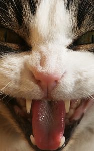Preview wallpaper cat, face, teeth, aggression, close-up