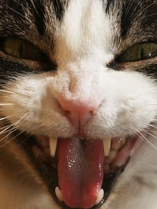 Preview wallpaper cat, face, teeth, aggression, close-up