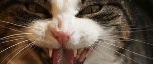 Preview wallpaper cat, face, teeth, aggression, close-up