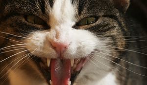 Preview wallpaper cat, face, teeth, aggression, close-up