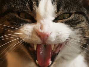 Preview wallpaper cat, face, teeth, aggression, close-up