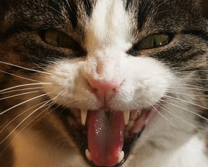 Preview wallpaper cat, face, teeth, aggression, close-up