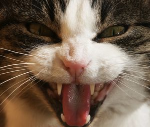 Preview wallpaper cat, face, teeth, aggression, close-up