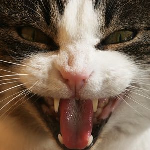 Preview wallpaper cat, face, teeth, aggression, close-up