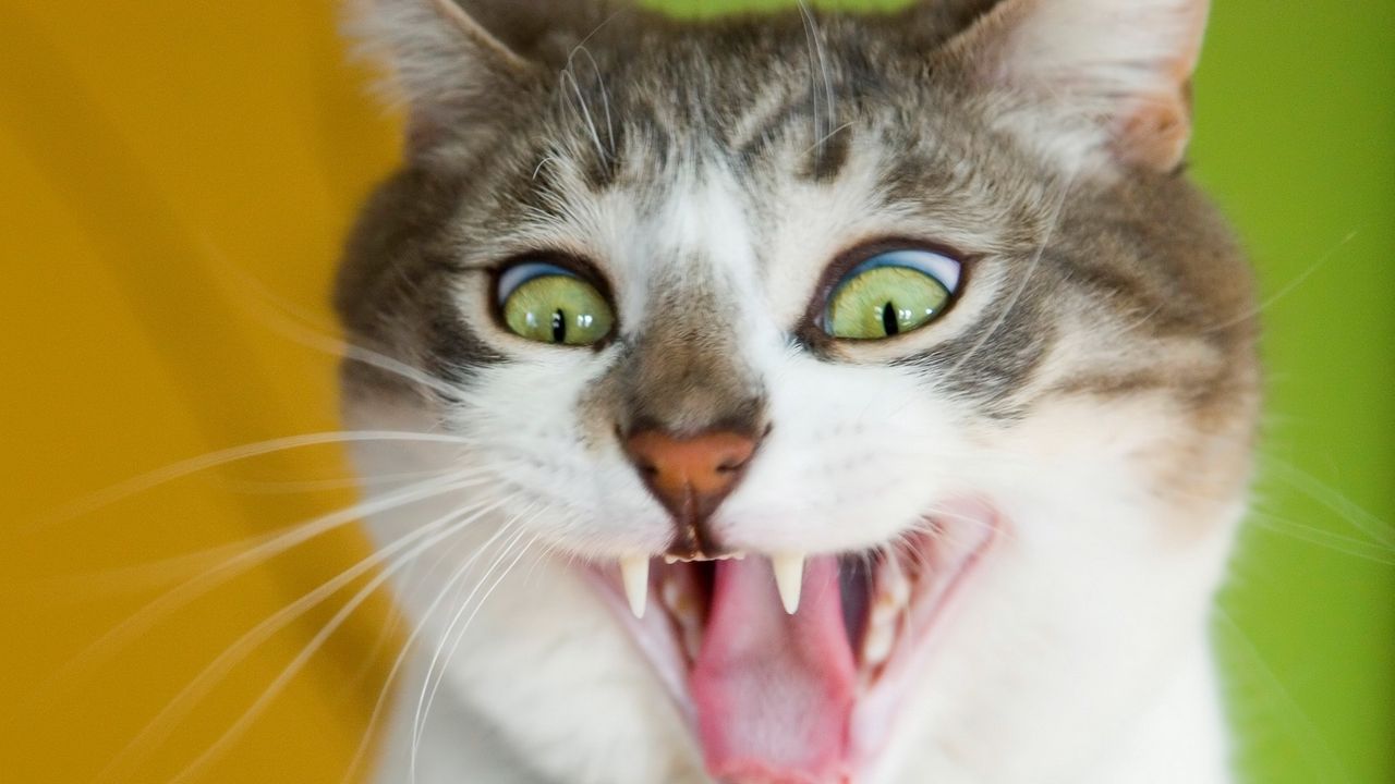 Wallpaper cat, face, teeth, hair