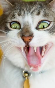 Preview wallpaper cat, face, teeth, hair