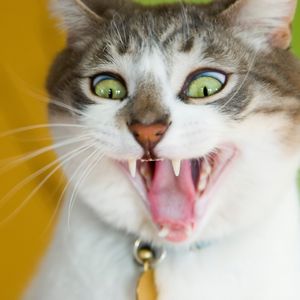 Preview wallpaper cat, face, teeth, hair