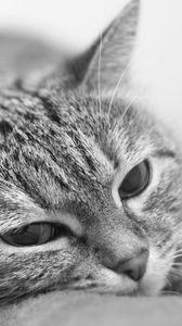 Preview wallpaper cat, face, tired, blurred