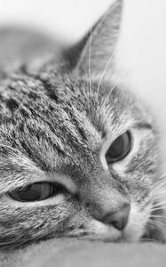 Preview wallpaper cat, face, tired, blurred