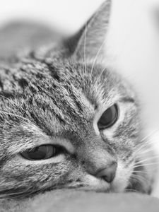 Preview wallpaper cat, face, tired, blurred