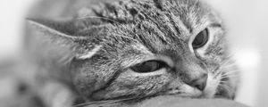 Preview wallpaper cat, face, tired, blurred