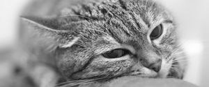 Preview wallpaper cat, face, tired, blurred