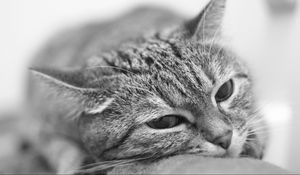Preview wallpaper cat, face, tired, blurred