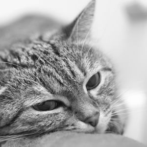 Preview wallpaper cat, face, tired, blurred