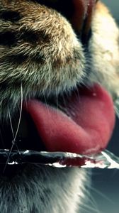 Preview wallpaper cat, face, tongue, water, drinking, mustache