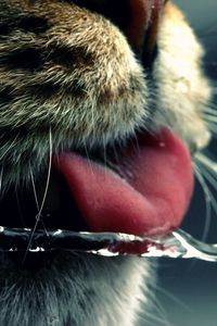 Preview wallpaper cat, face, tongue, water, drinking, mustache