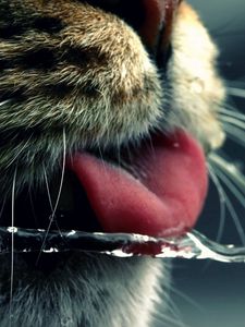 Preview wallpaper cat, face, tongue, water, drinking, mustache