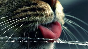 Preview wallpaper cat, face, tongue, water, drinking, mustache