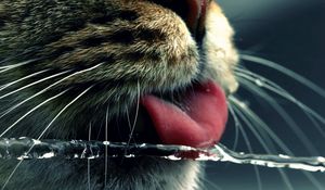 Preview wallpaper cat, face, tongue, water, drinking, mustache