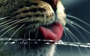 Preview wallpaper cat, face, tongue, water, drinking, mustache