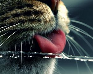 Preview wallpaper cat, face, tongue, water, drinking, mustache