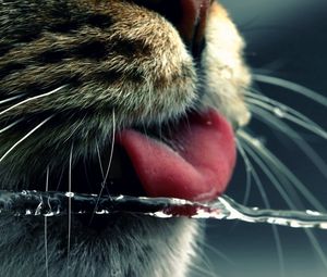 Preview wallpaper cat, face, tongue, water, drinking, mustache