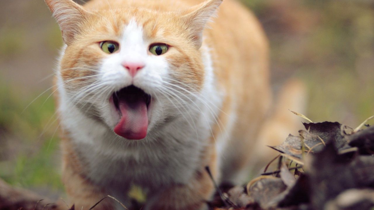 Wallpaper cat, face, tongue, leaves, spring