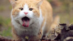 Preview wallpaper cat, face, tongue, leaves, spring