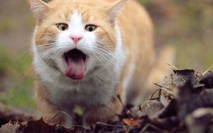 Preview wallpaper cat, face, tongue, leaves, spring