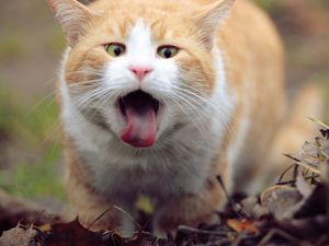 Preview wallpaper cat, face, tongue, leaves, spring