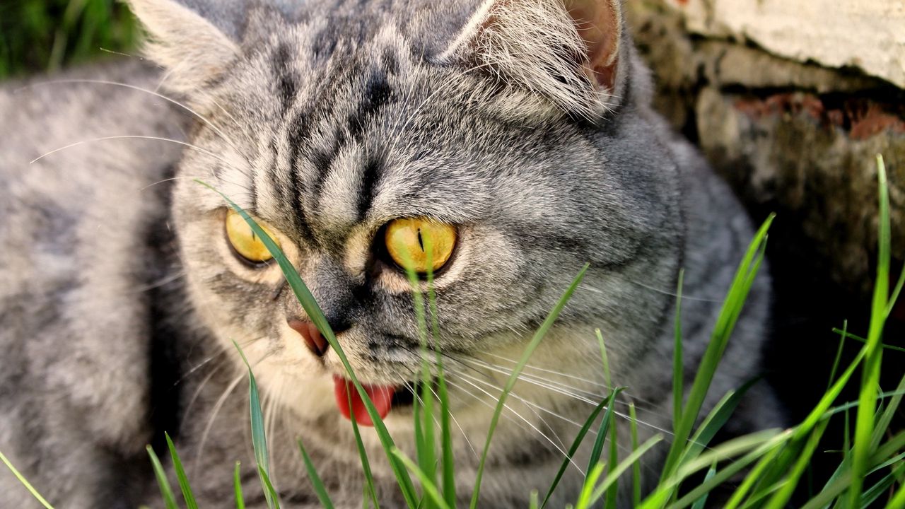 Wallpaper cat, face, tongue, beautiful, purebred