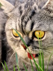 Preview wallpaper cat, face, tongue, beautiful, purebred