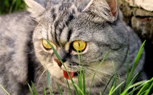 Preview wallpaper cat, face, tongue, beautiful, purebred