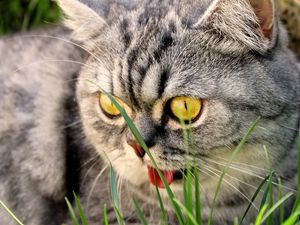 Preview wallpaper cat, face, tongue, beautiful, purebred