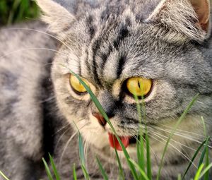 Preview wallpaper cat, face, tongue, beautiful, purebred