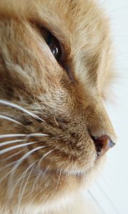 Preview wallpaper cat, face, whiskers, nose, eyes